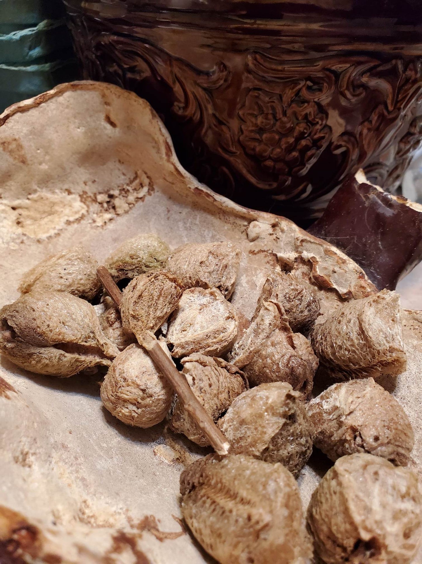 IPM Praying Mantis Egg Ooths for garden and farm pest management