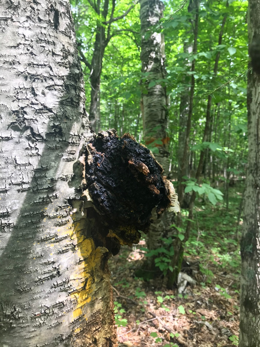 Yellow Birch saplings 2yr Chaga inoculated bare root (Betula allegheniensis) Make Syrup and GROW YOUR OWN FOOD FORESTS NOT LAWNS!!