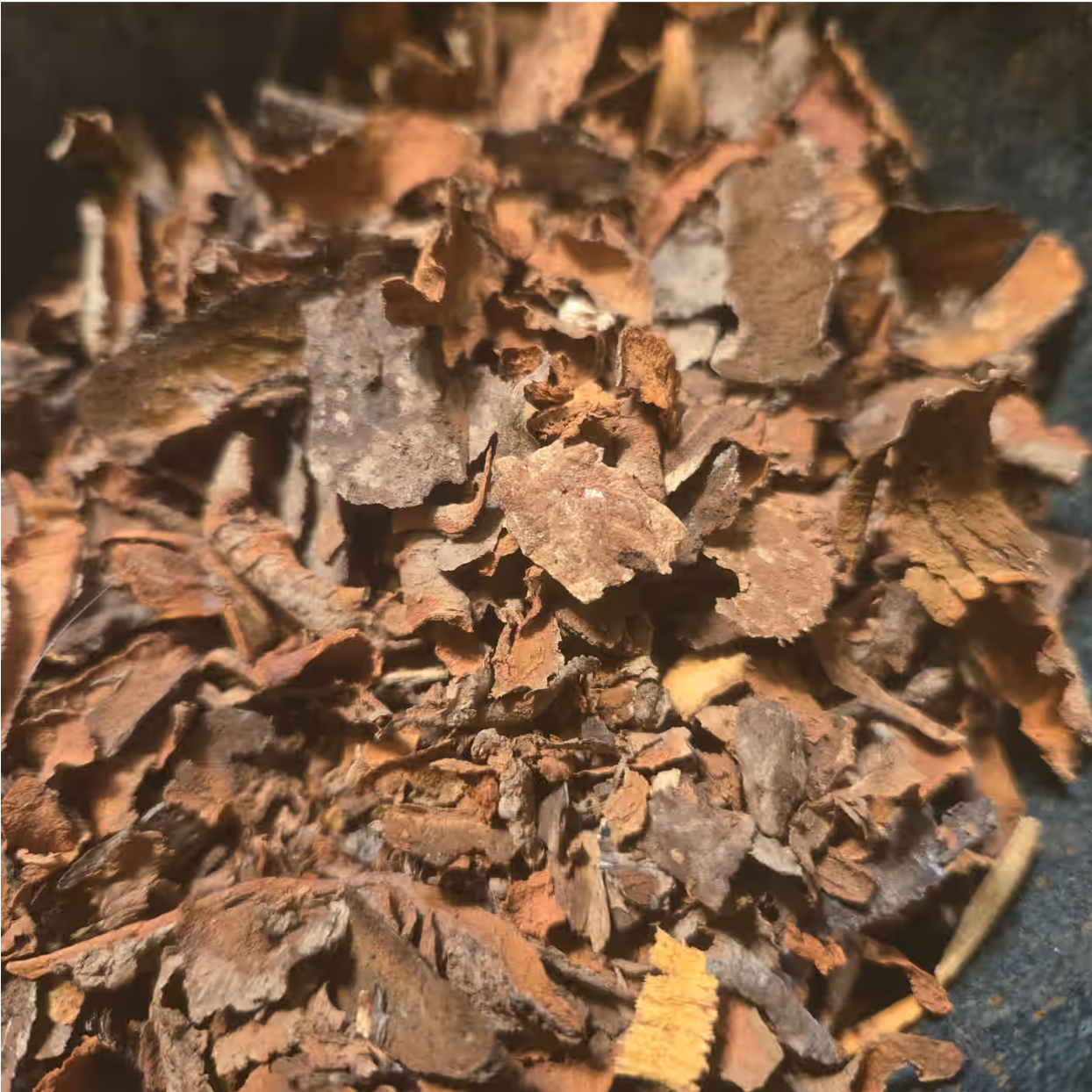 Sassafras Russed Root bark, Wildcrafted - Cut & Sifted