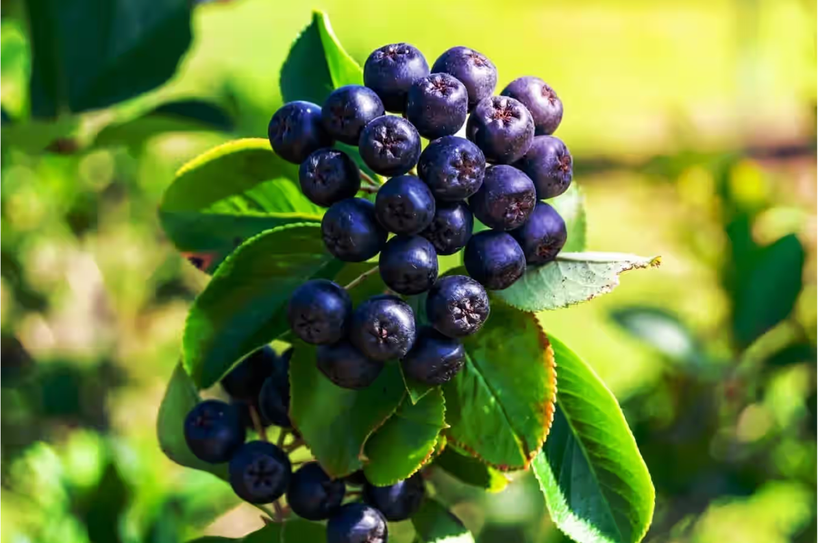 Aronia Berries (Native Northeastern Black Chokeberries) - Dried Whole