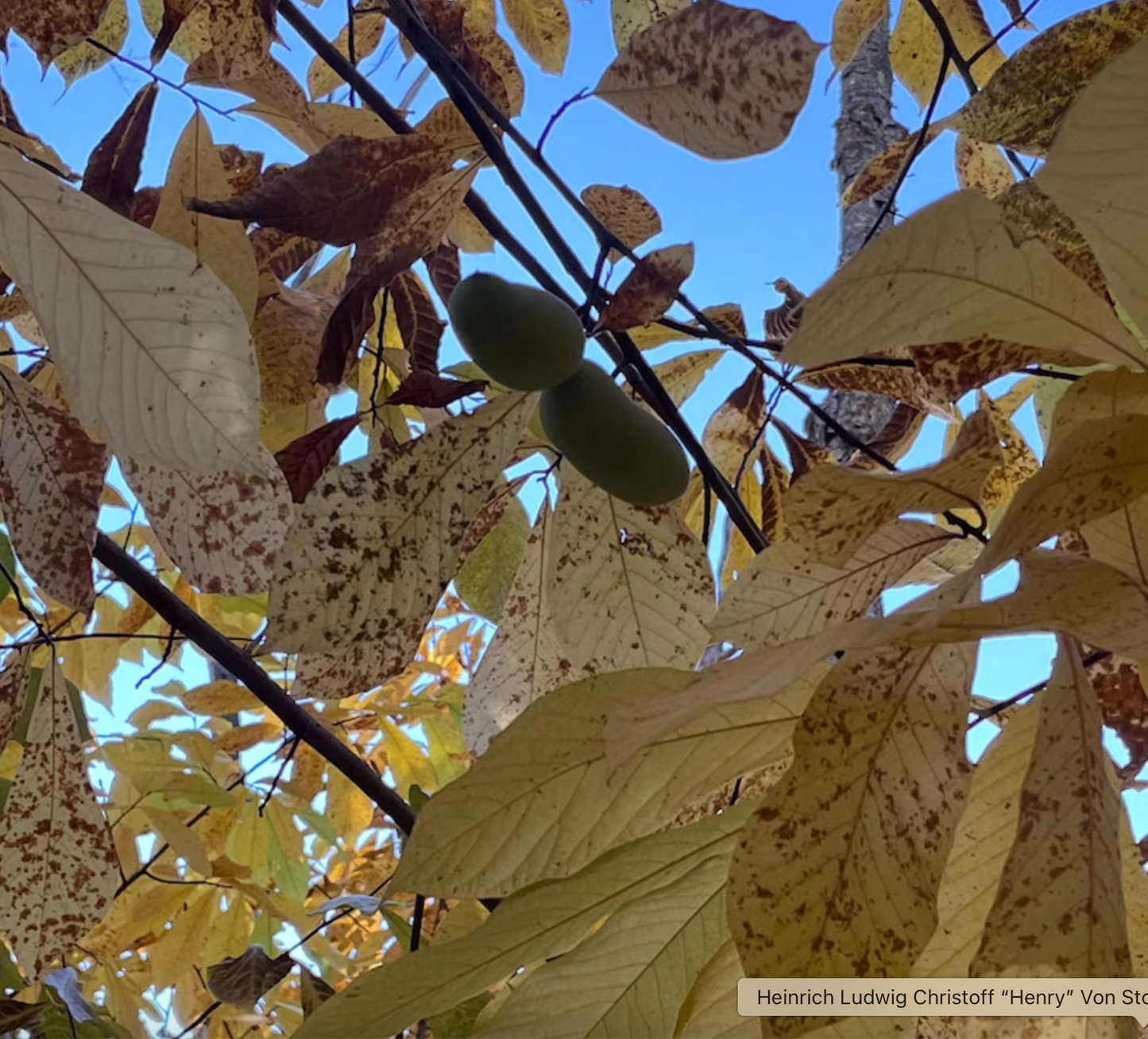 KSU ATWOOD Paw Paw Tree 2yr Saplings Asimina Triloba GROW PAWPAW FRUIT