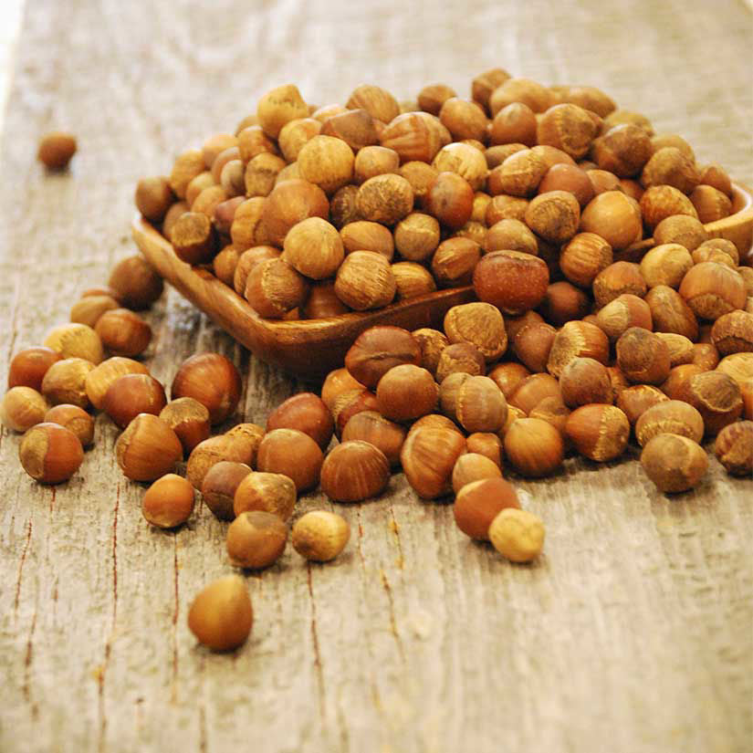 2 Truffled Hazelnut trees inoculated with Appalachian Truffle Mushroom Grow your own truffles and make nut spread Nutella 2 American Hazelnut trees per offering