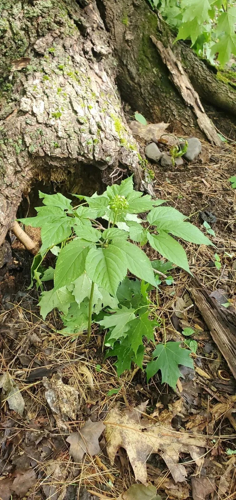 American Ginseng Roots (Panax quinquefolius), Dormant/Emerging 5 year old for transplant
