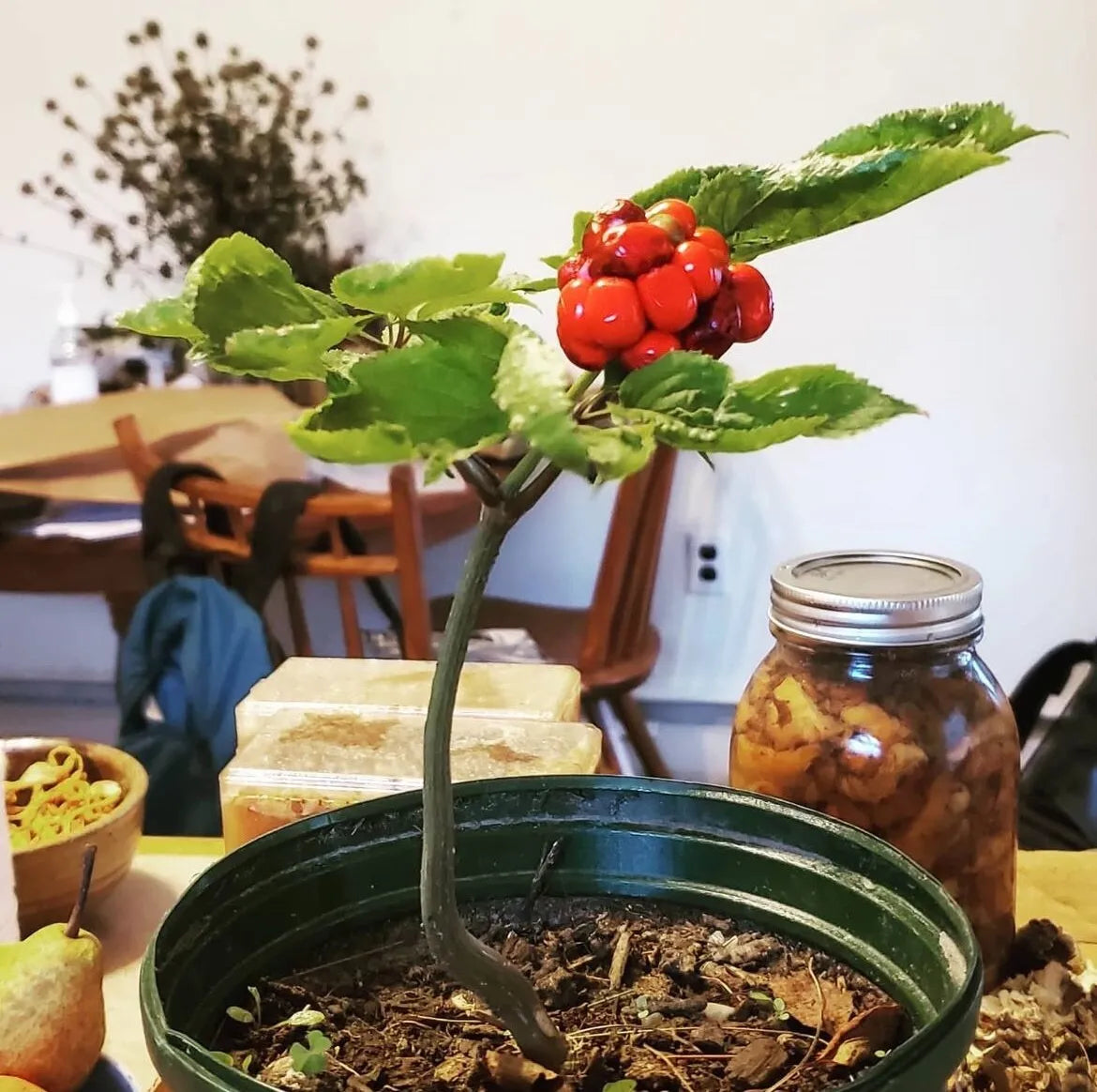 American Ginseng Roots (Panax quinquefolius), Dormant/Emerging 5 year old for transplant