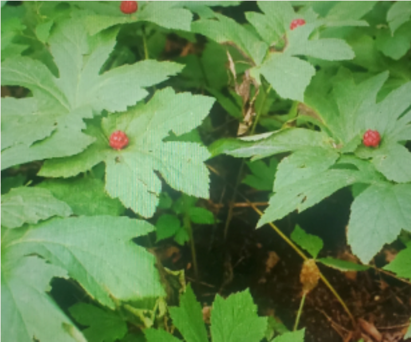 Native Goldenseal Rootlets (Hydrastis canadensis)