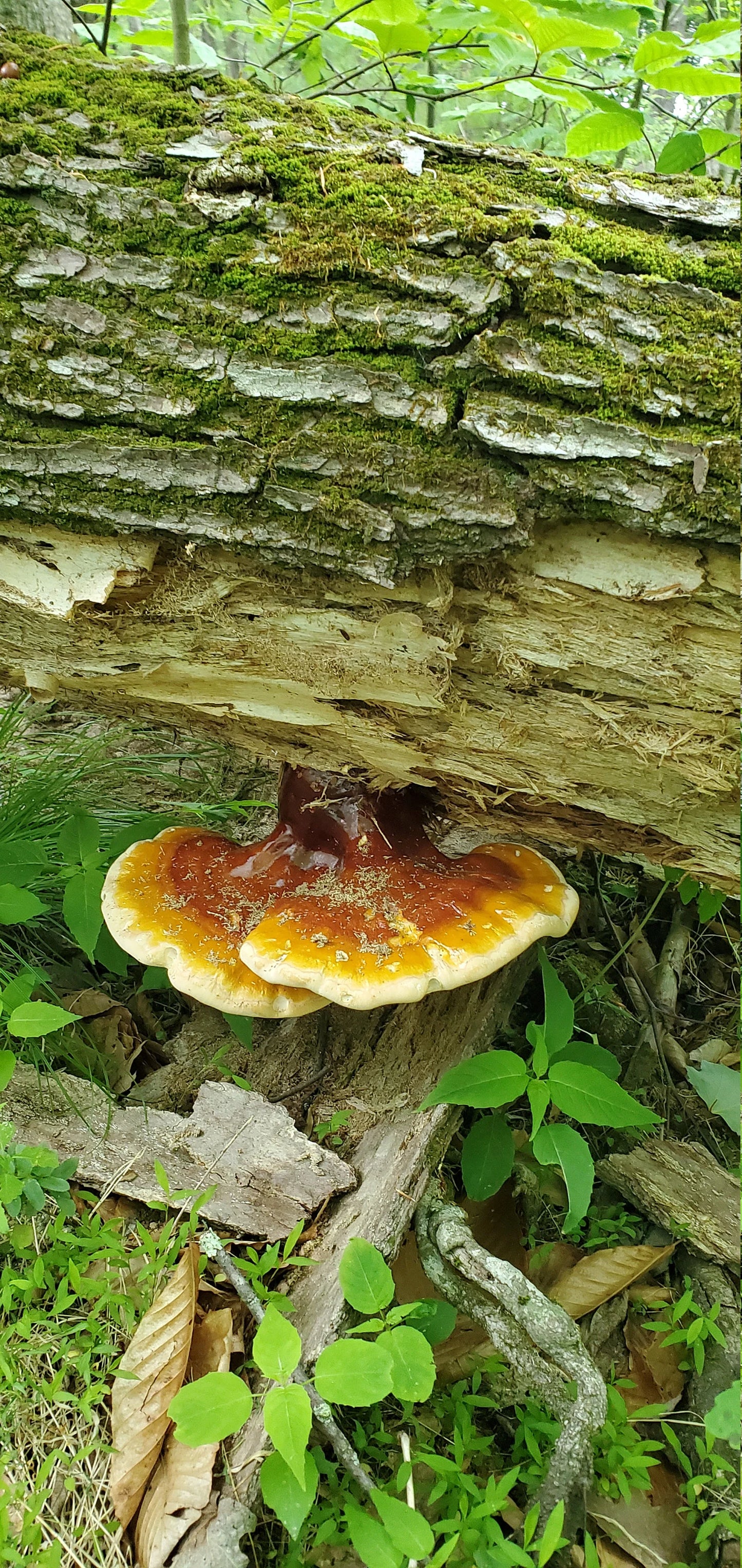 Reishi Mushroom (Ganoderma tsugae), Wild Harvested - Dried Whole ling zhi