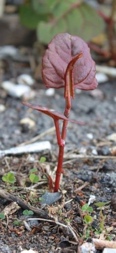 Japanese Knotweed Root, Wild Harvested - Whole Root