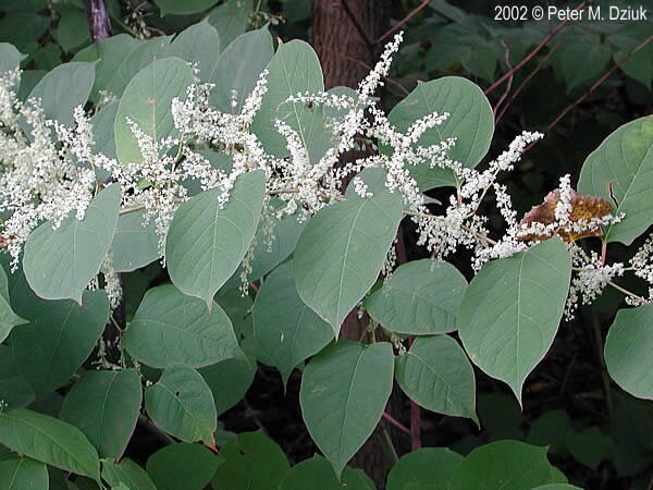 Japanese Knotweed Root, Wild Harvested - Whole Root