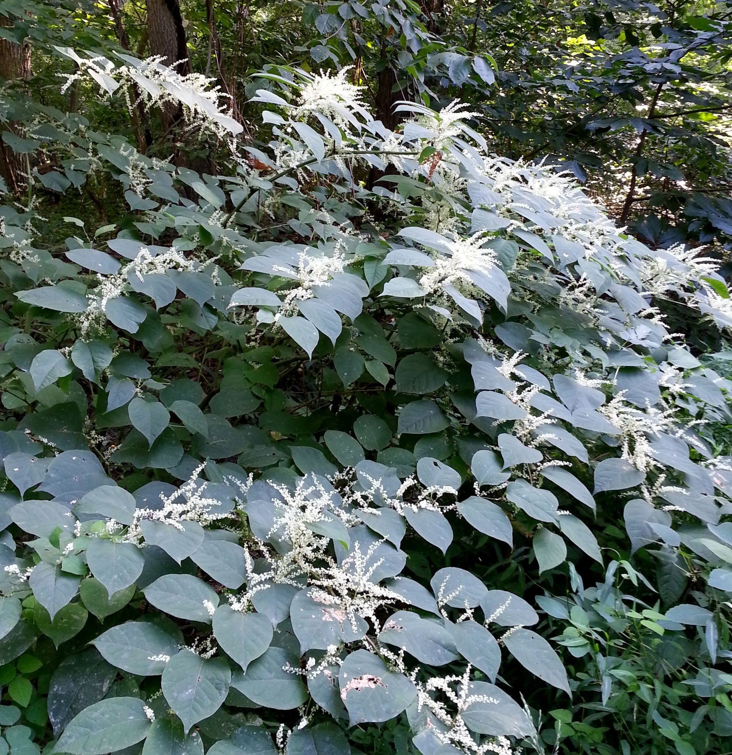 Japanese Knotweed Root, Wild Harvested - Whole Root