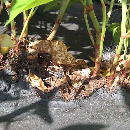 Japanese Knotweed Root, Wild Harvested - Whole Root