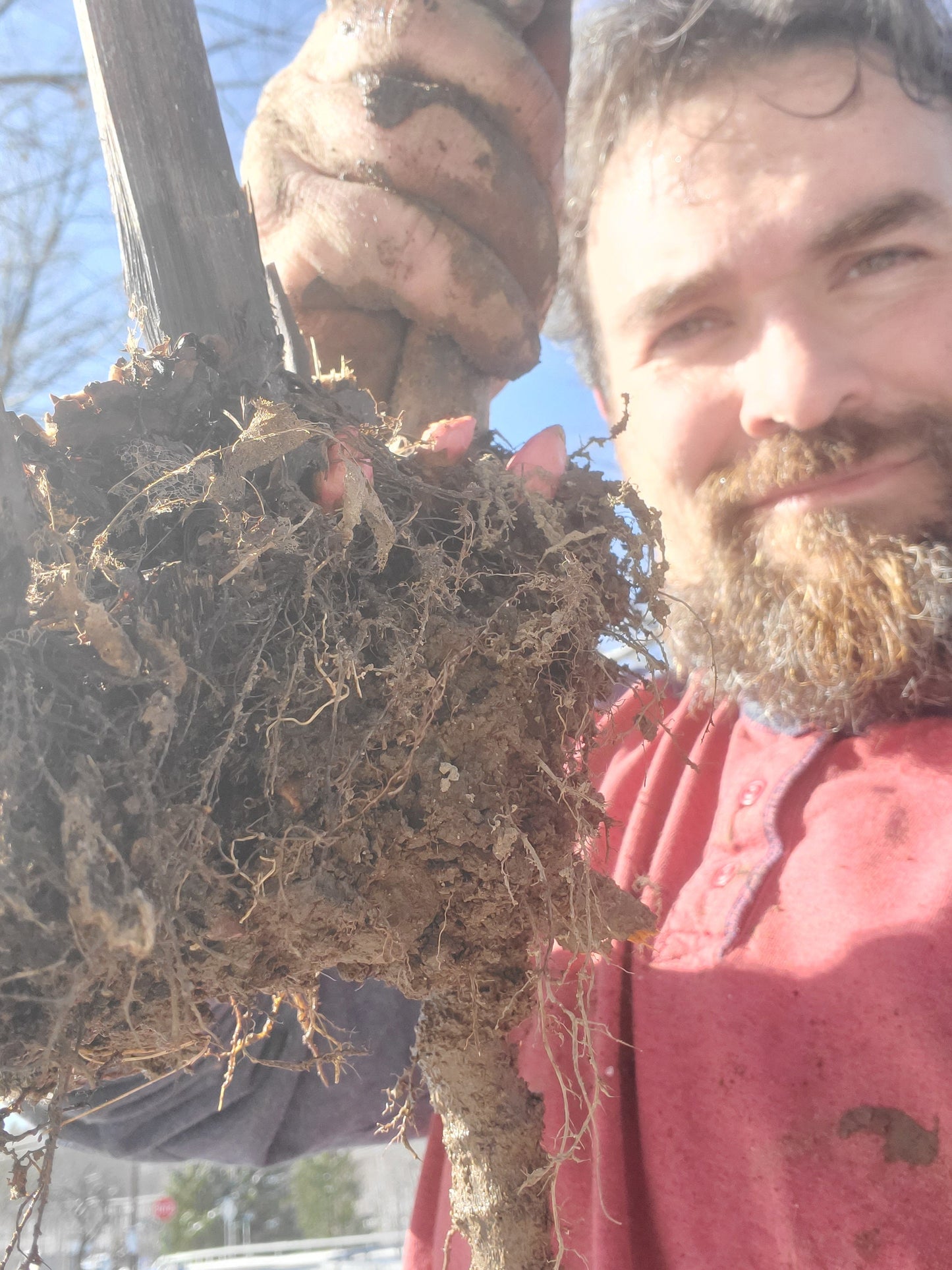 Japanese Knotweed Root, Wild Harvested - Whole Root
