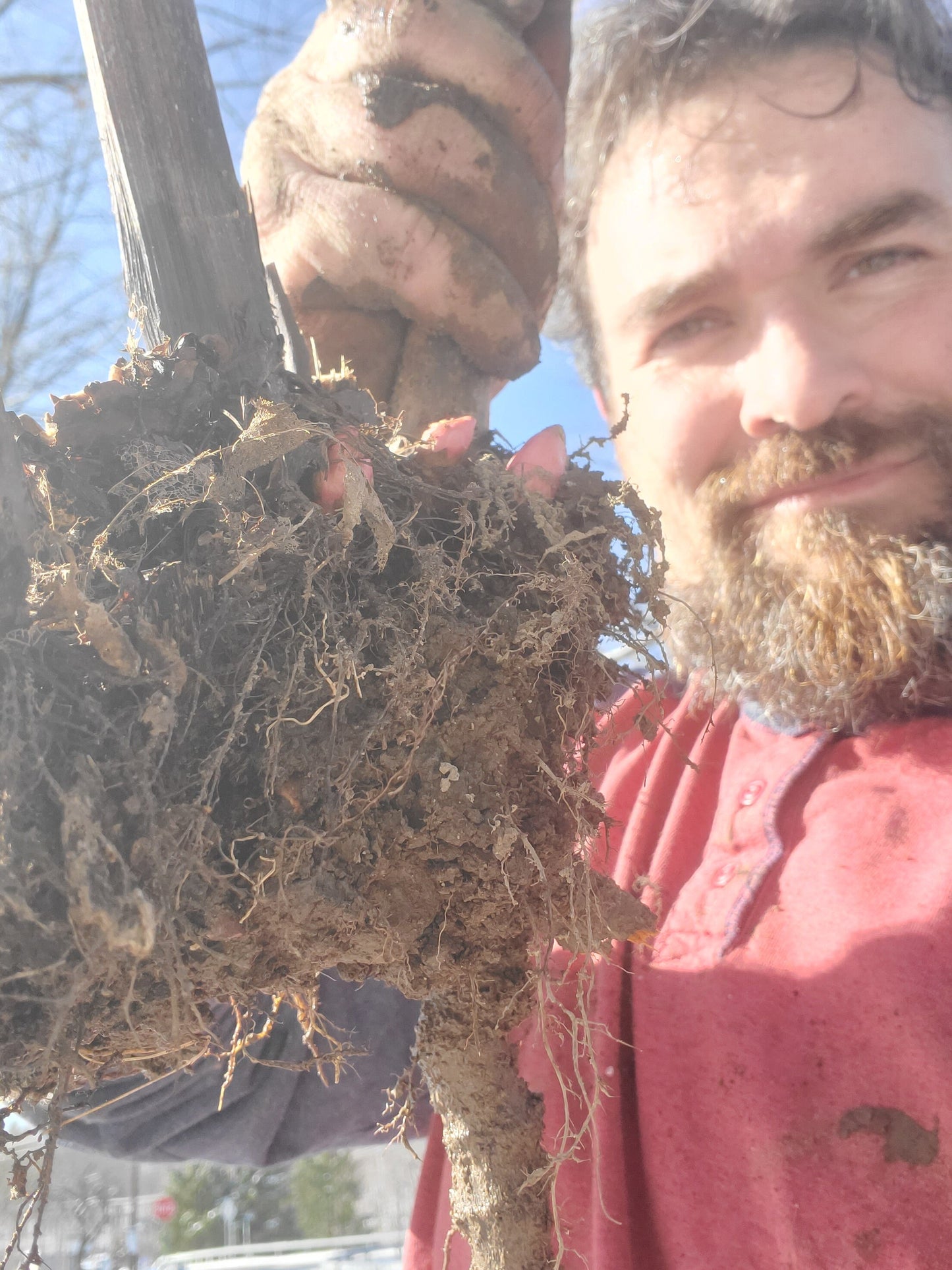Japanese Knotweed Root, Wild Harvested - Cut & Sifted