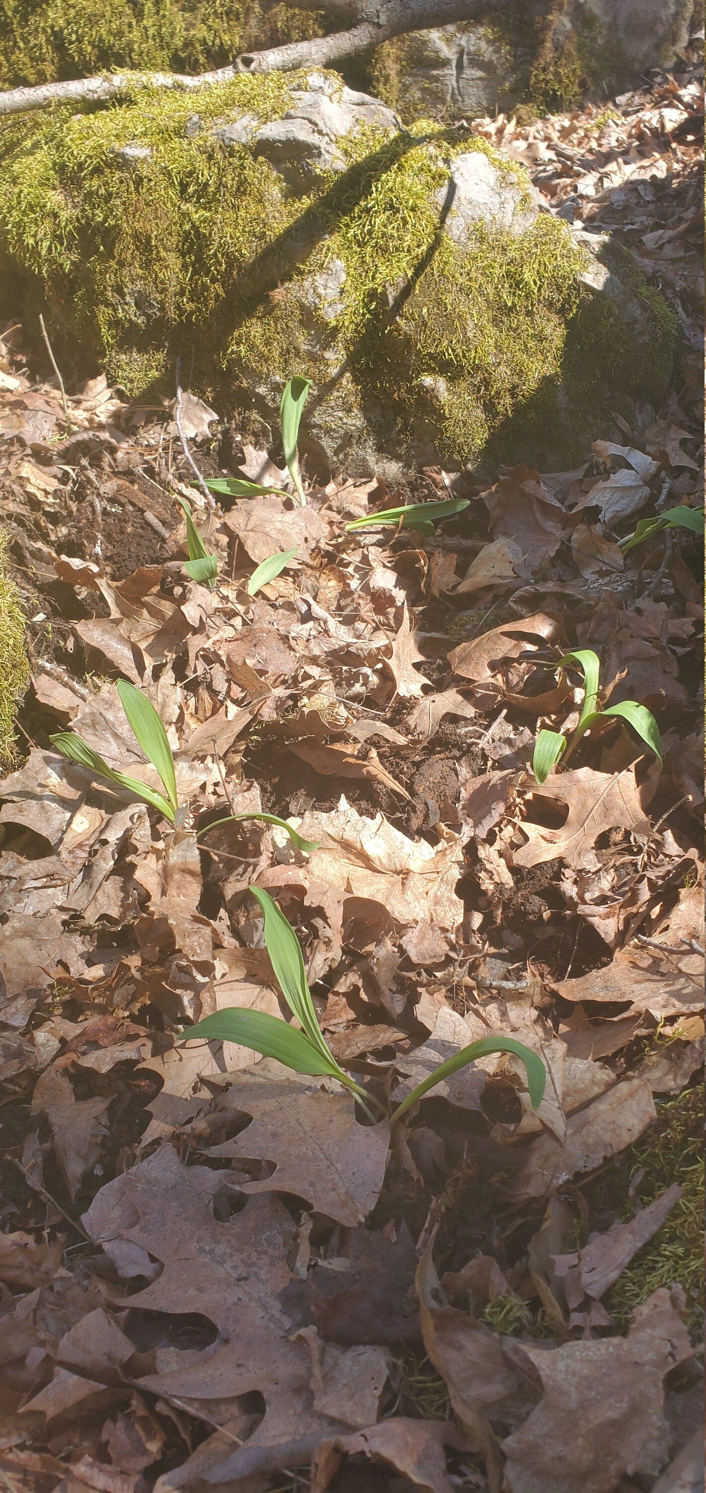 Ramp Seeds (Allium tricoccum), Ethically and Sustainably Harvested