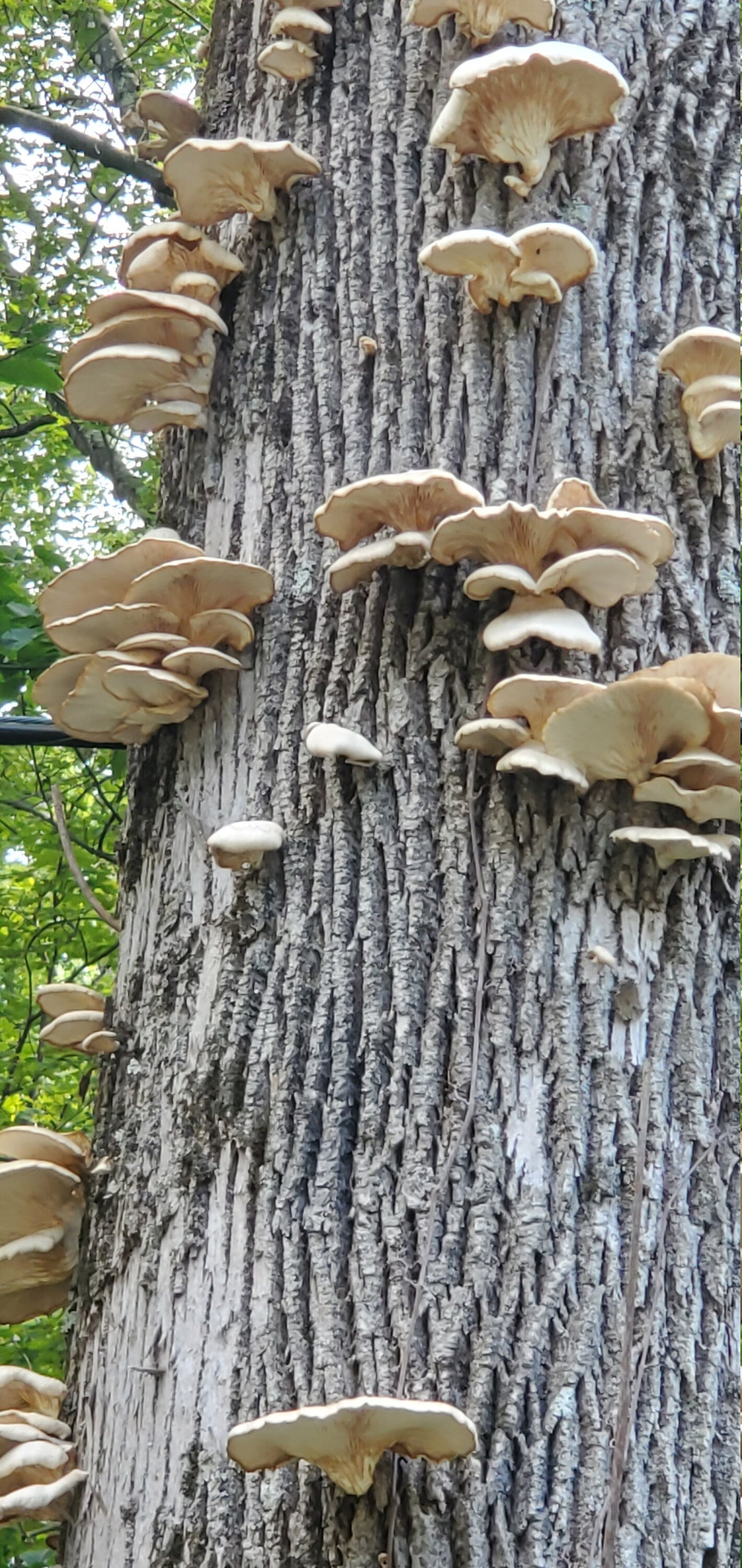 Oyster Mushroom (Pleurotus ostreatus), Wild Harvested - Dried Whole