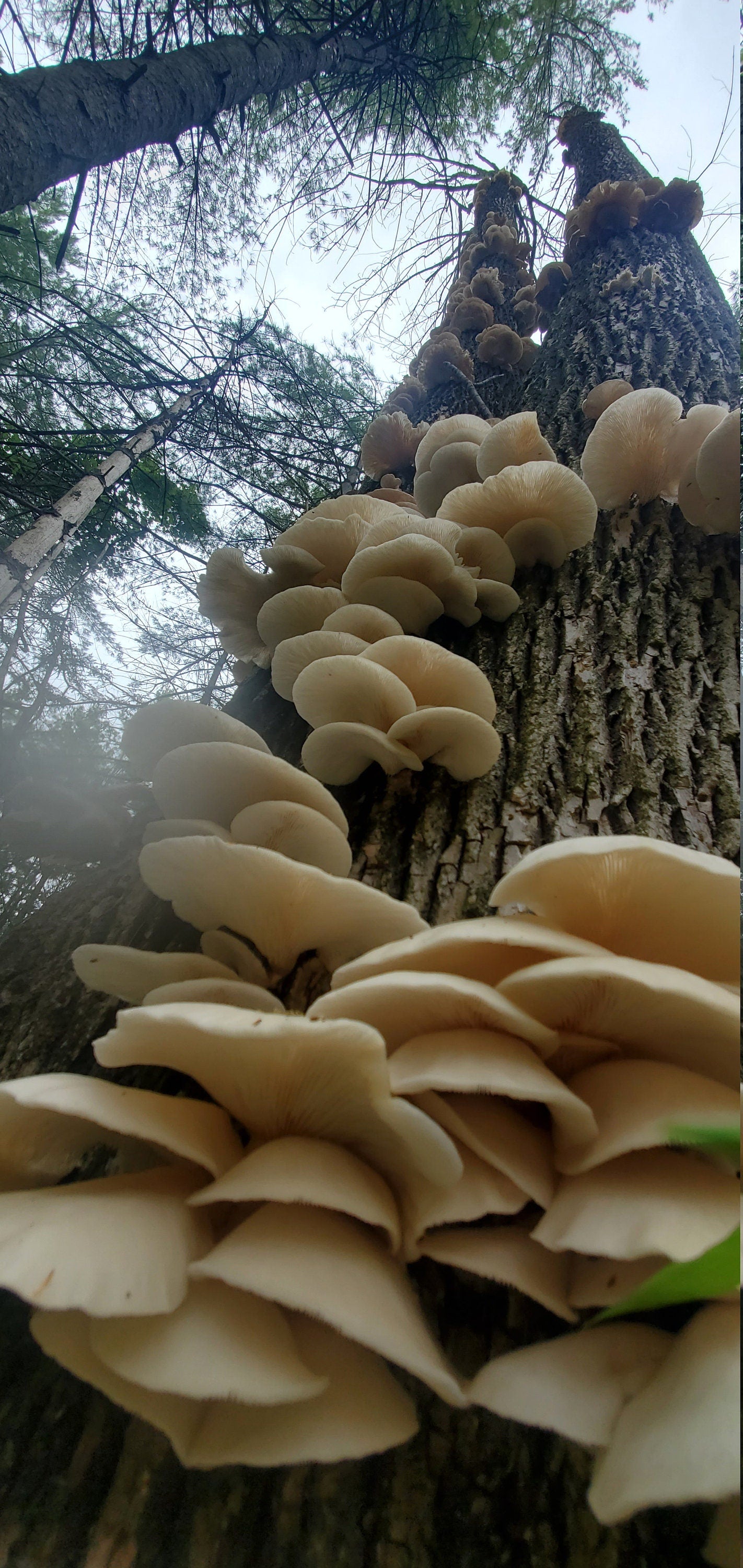 Oyster Mushroom (Pleurotus ostreatus), Wild Harvested - Dried Whole