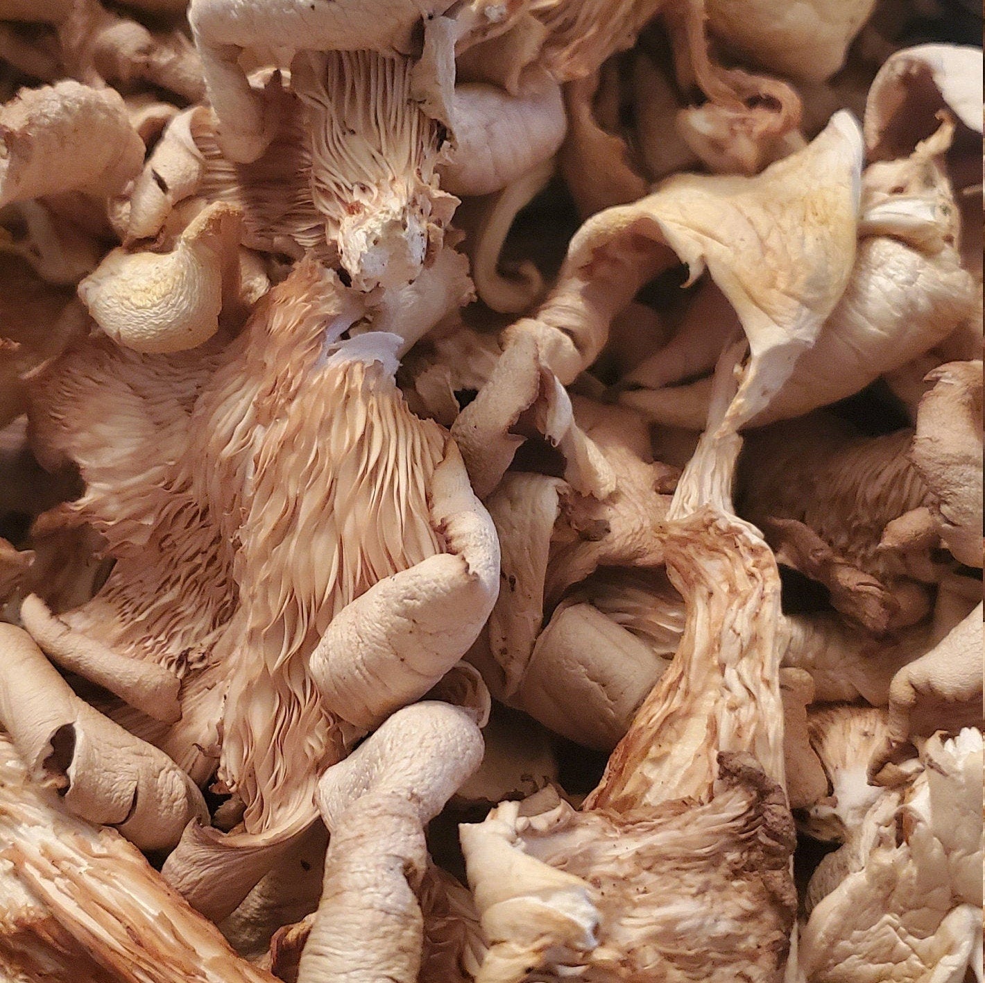 Oyster Mushroom (Pleurotus ostreatus), Wild Harvested - Dried Whole