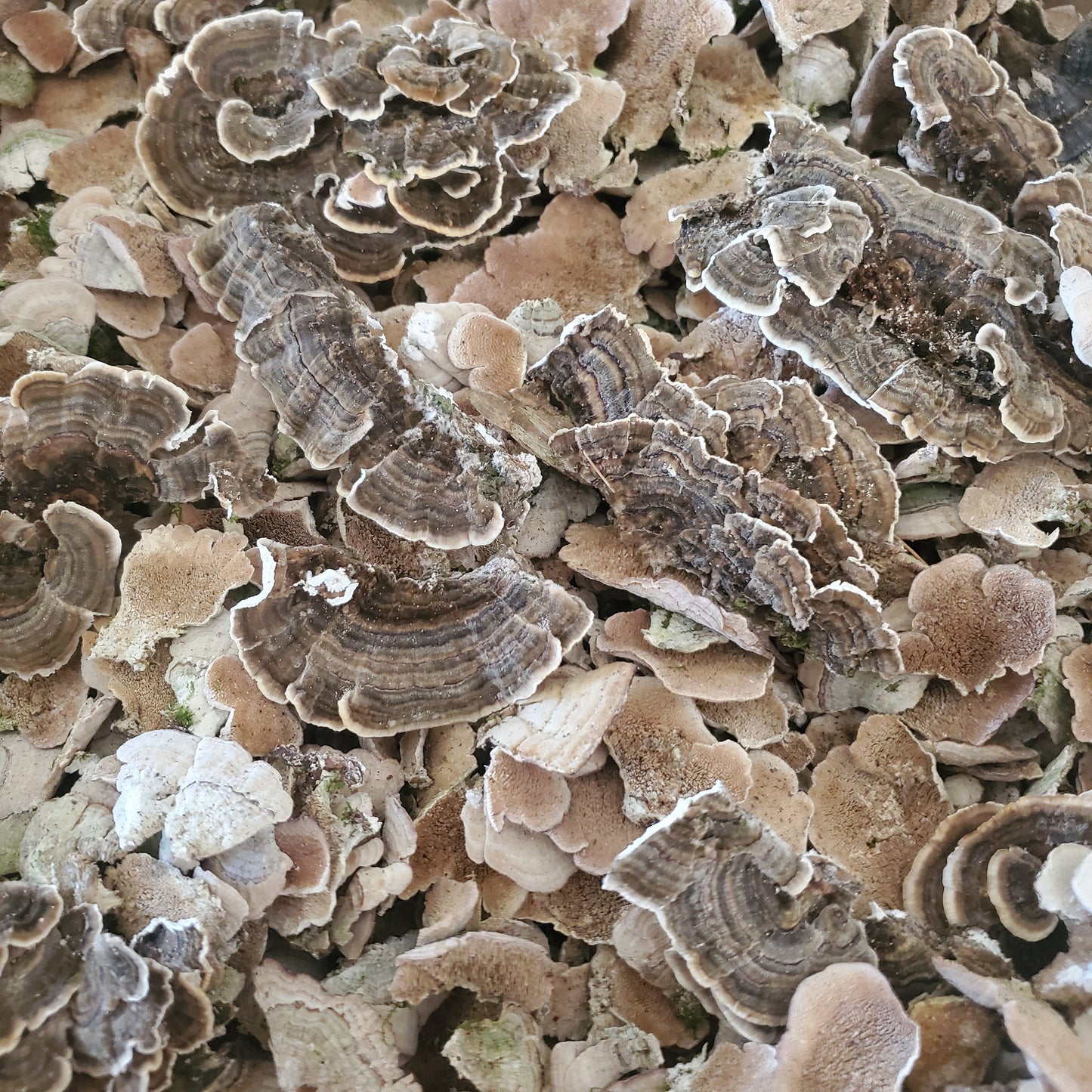 Turkey Tail, Wild harvested (Trametes versicolor) - Dried Powder
