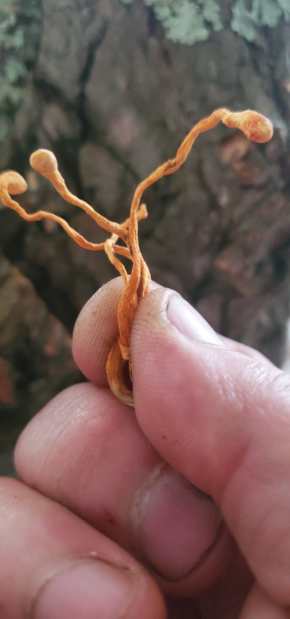 Cordyceps Mushroom (Cordyceps militaris) - Dried Powder