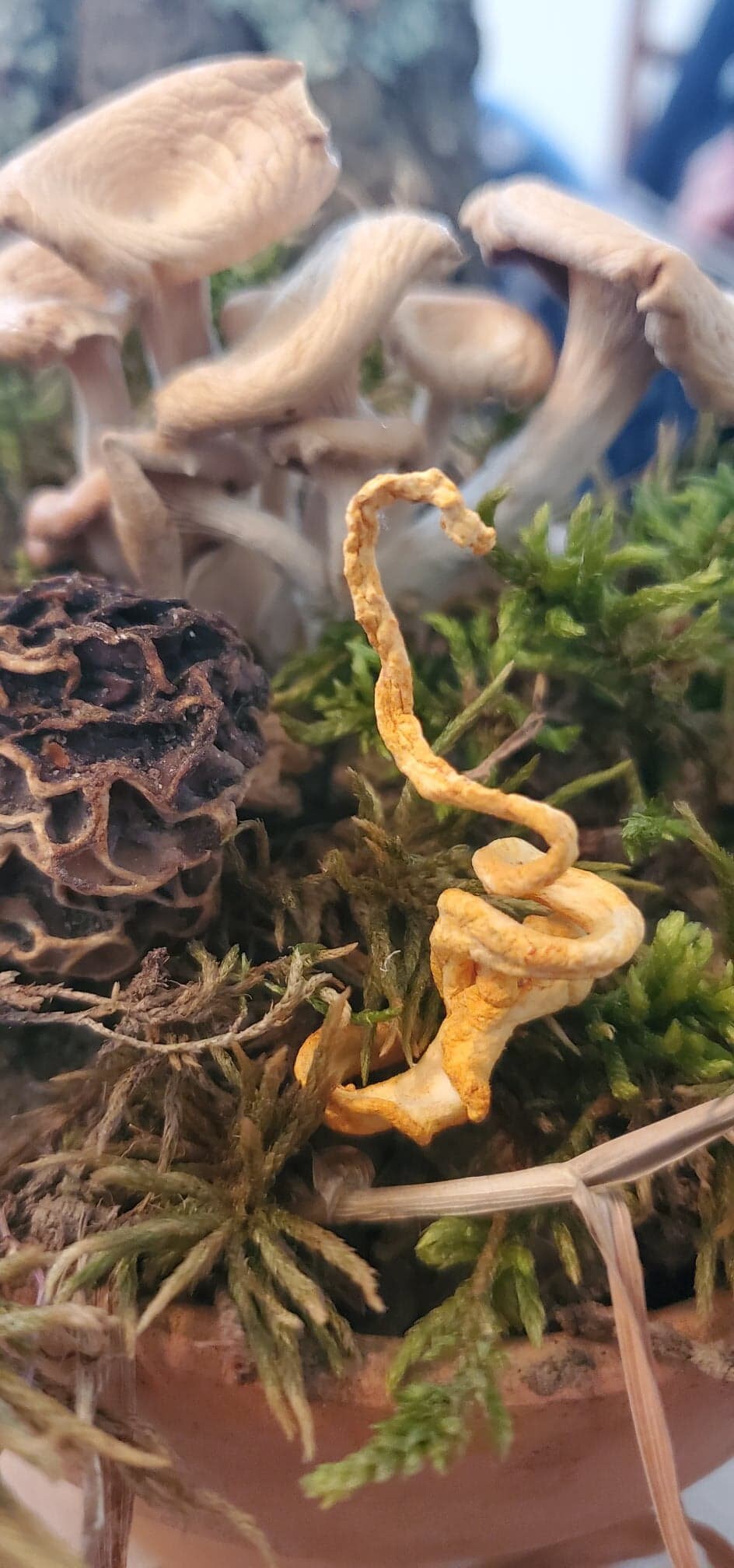 Cordyceps Mushroom (Cordyceps militaris) - Dried Powder