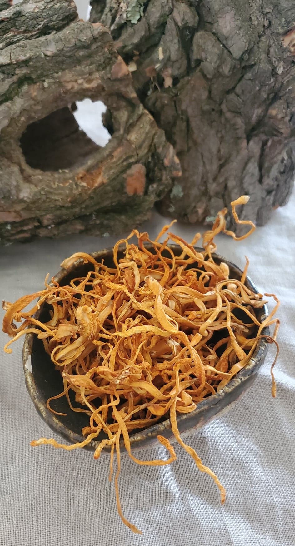 Cordyceps Mushroom (Cordyceps militaris) - Dried Powder