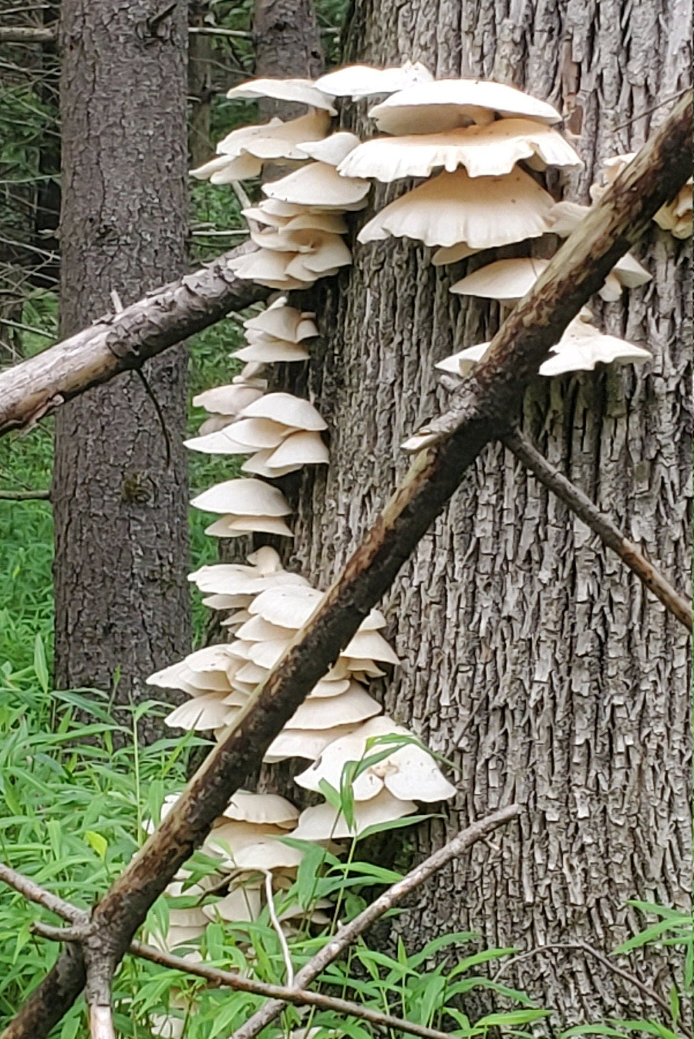 Oyster Mushroom (Pleurotus ostreatus), Wild Harvested - Dried Whole