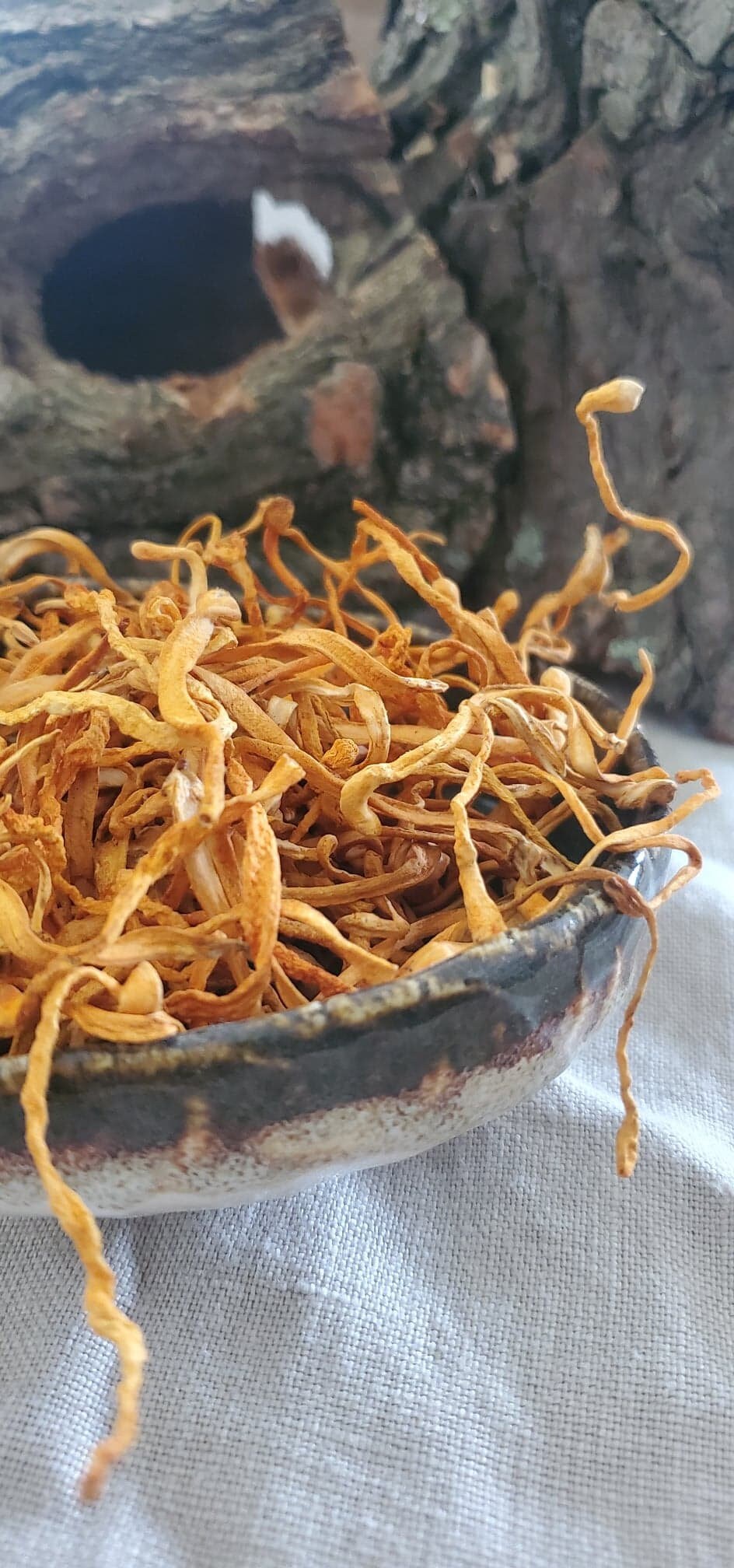 Cordyceps Mushroom (Cordyceps militaris) - Dried Whole