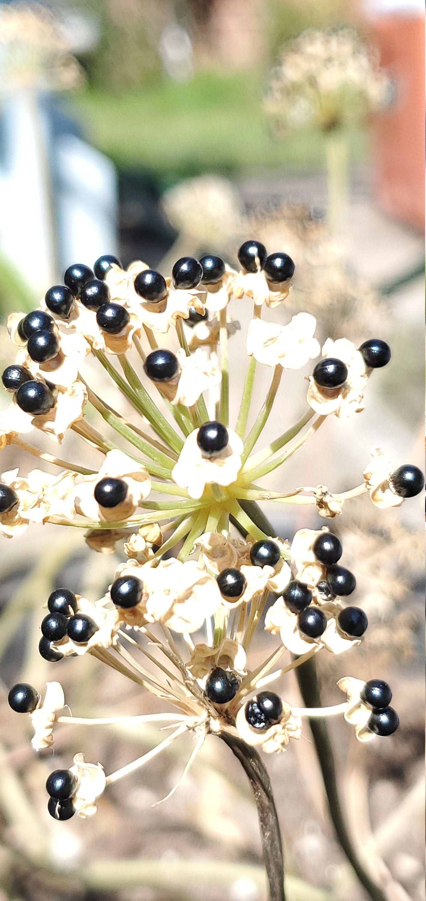 Ramp Seeds (Allium tricoccum), Ethically and Sustainably Harvested