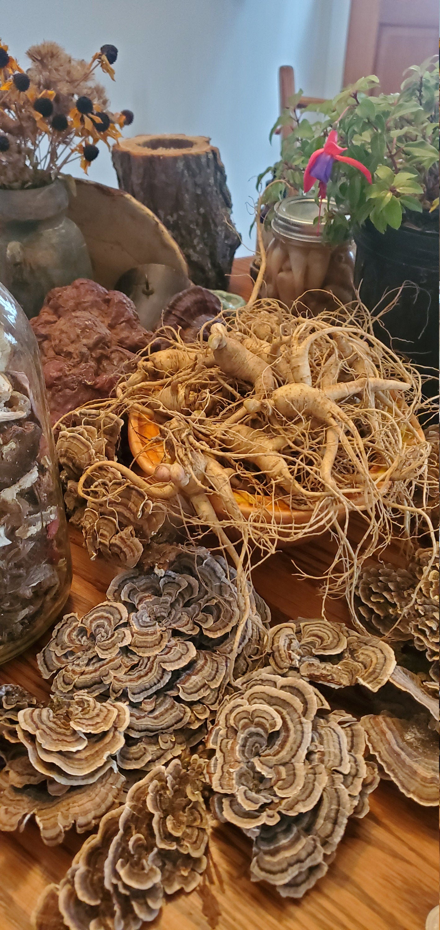 American Ginseng Roots (Panax quinquefolius), Dormant/Emerging 5 year old for transplant