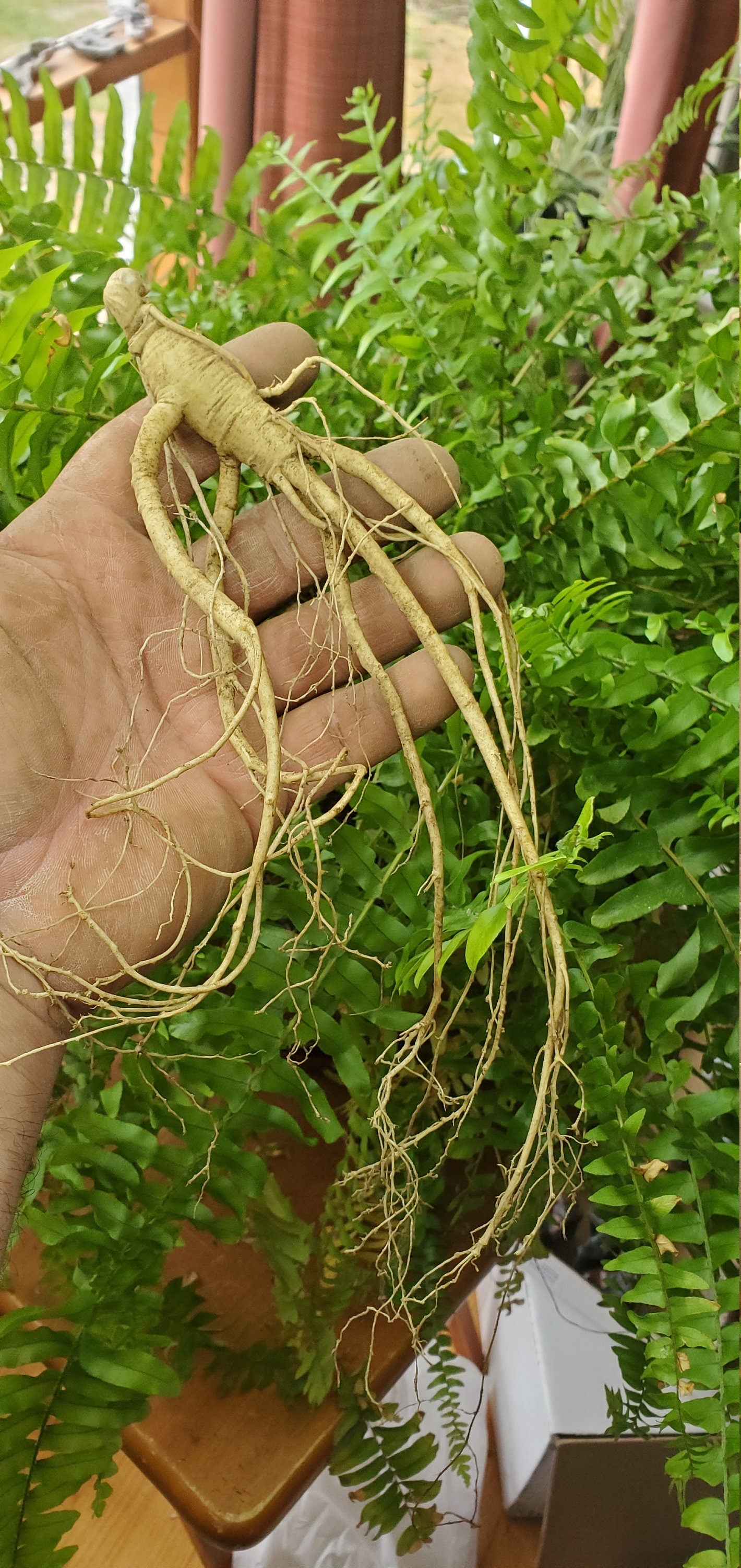 American Ginseng Roots (Panax quinquefolius), Dormant/Emerging 5 year old for transplant