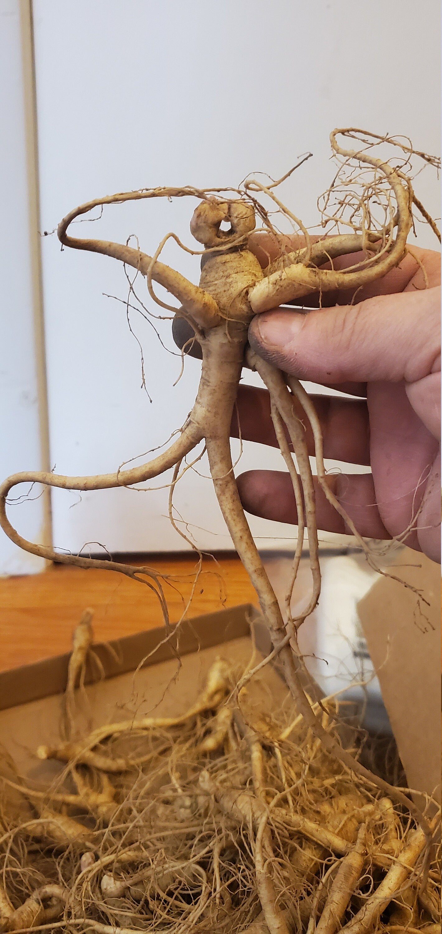 American Ginseng (Panax quinquefolius) - Dried Whole Root (powdered on request)