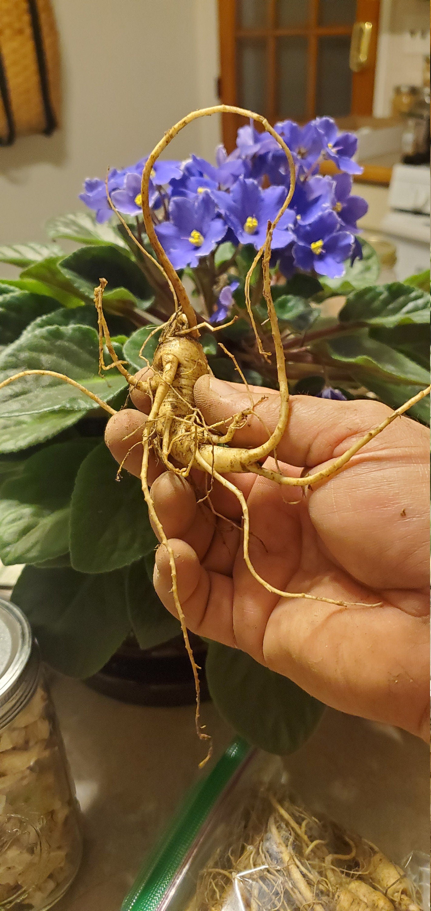 American Ginseng Root (Panax quinquefolius) - Dried Powder