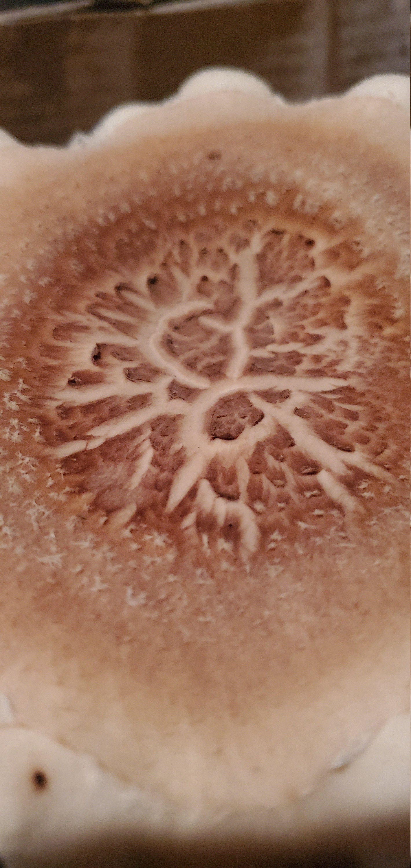 Shiitake Mushroom (Lentinula edodes) - Dried Powder