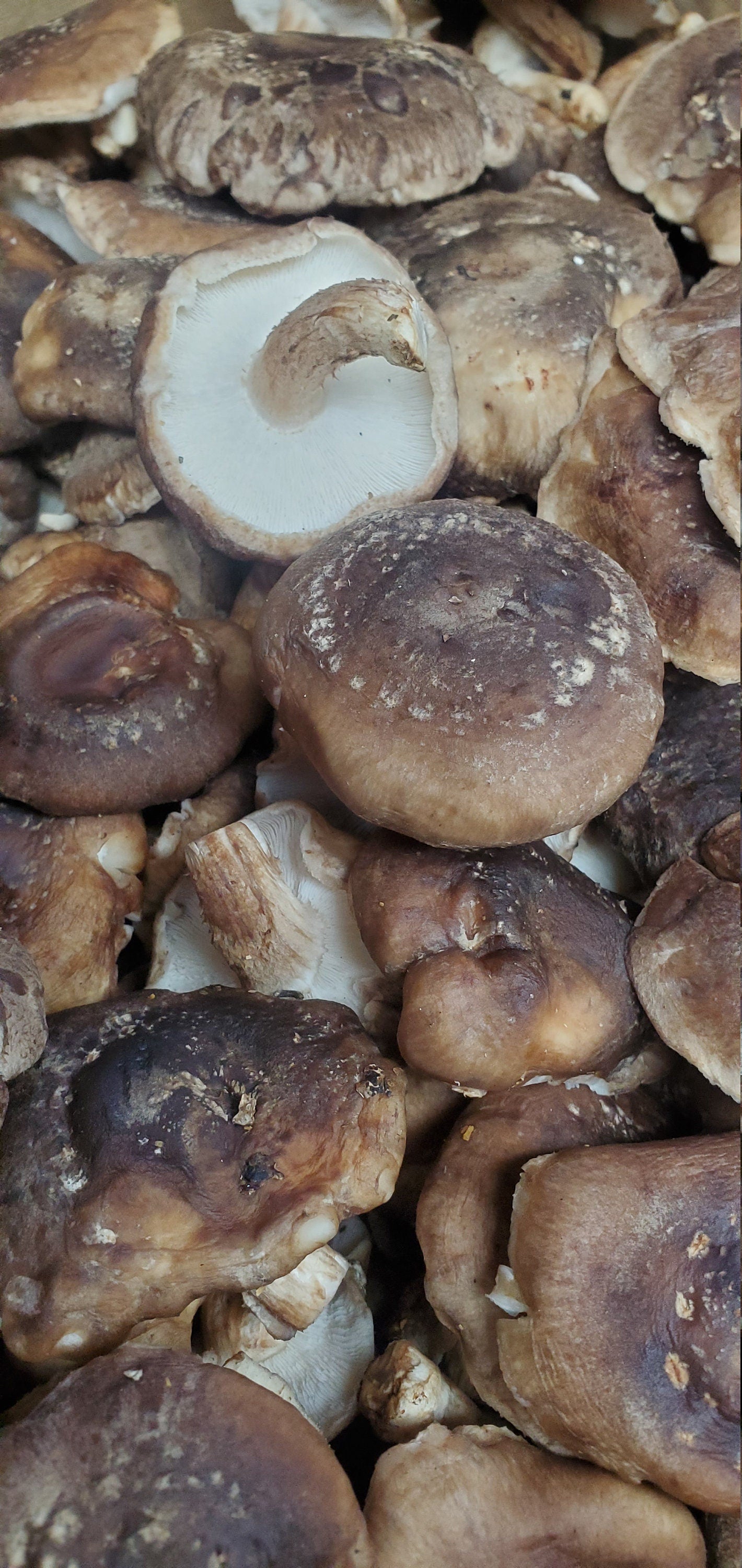 Shitake Mushroom Caps Whole - 8 Ounces - Whole Dried Japanese Shitake