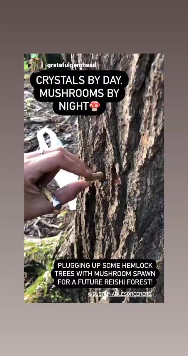 Shiitake Mushroom (Lentinula edodes) - Dried Powder