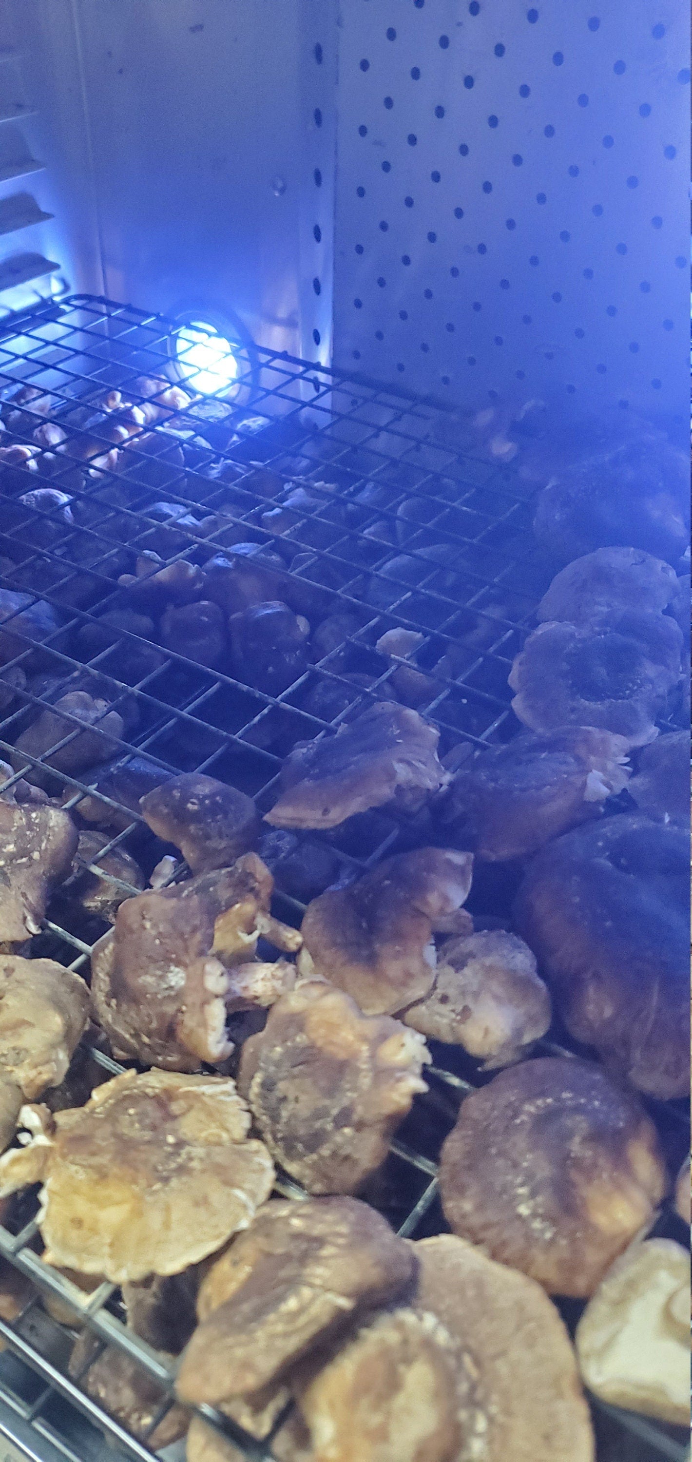 Shiitake Mushroom (Lentinula edodes) - Dried Powder