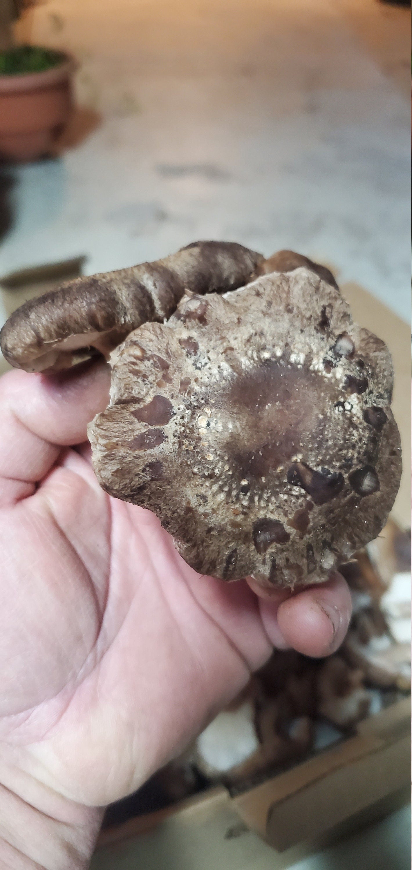 Shiitake Mushroom (Lentinula edodes) - Dried Powder