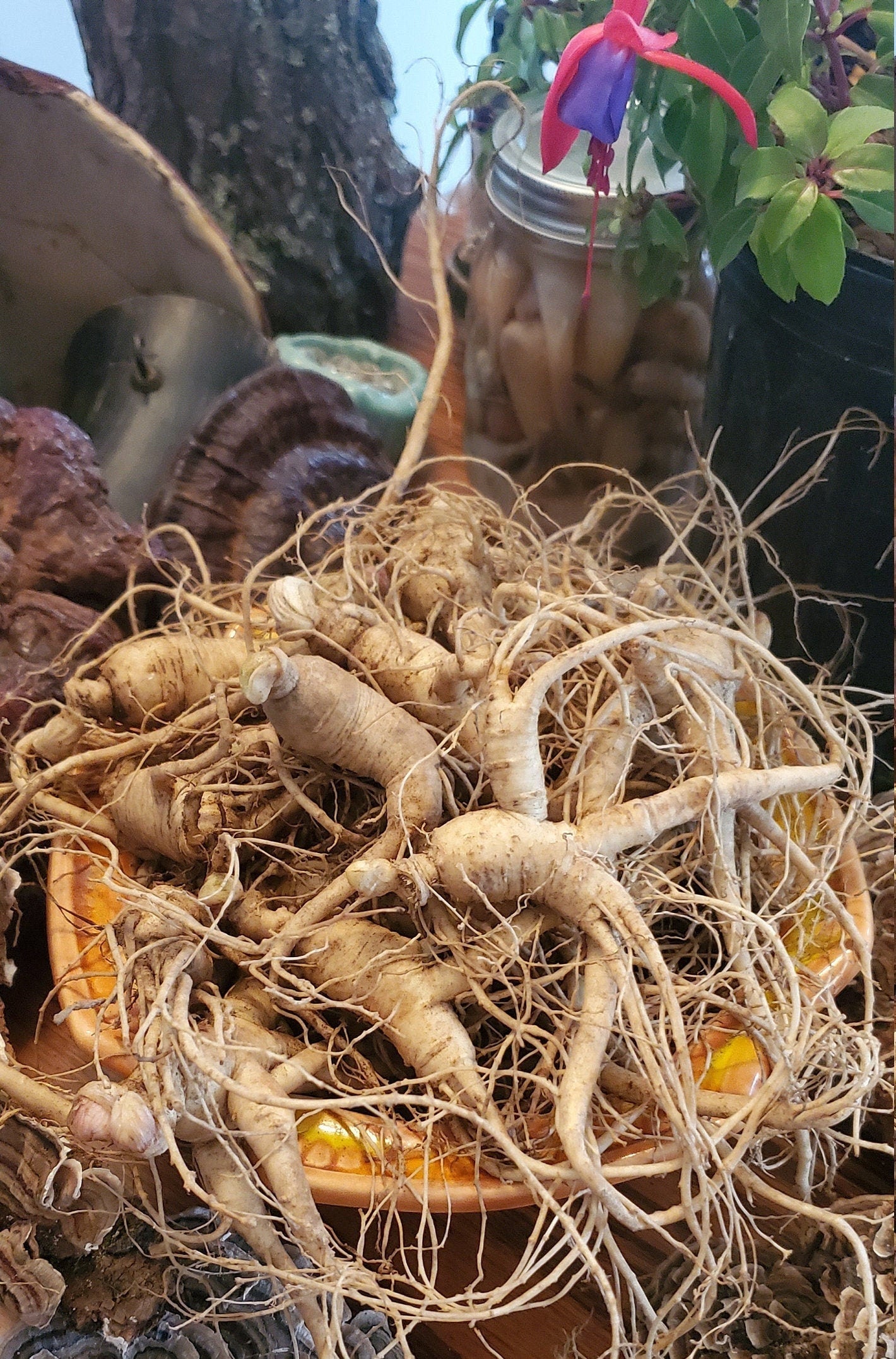 Myco-Sang! Wild Forest Medicinal Mushroom and Ginseng Powder Blend