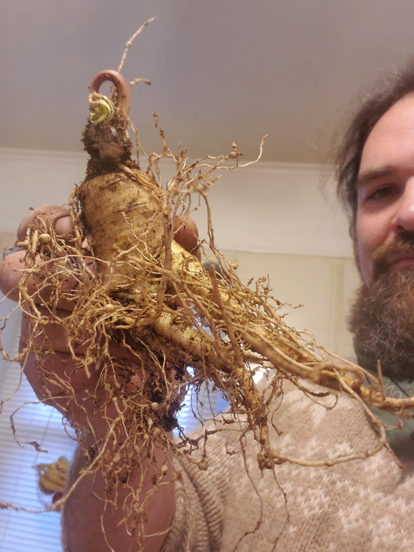 American Ginseng Roots (Panax quinquefolius), Dormant/Emerging 5 year old for transplant