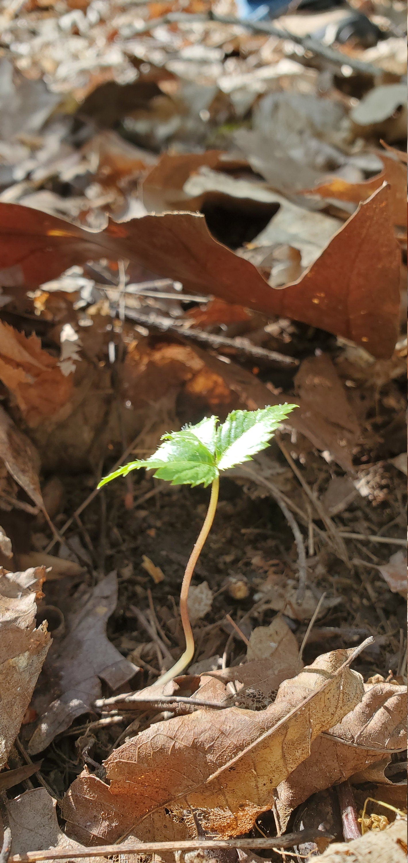 American Ginseng Roots (Panax quinquefolius), Dormant/Emerging 5 year old for transplant