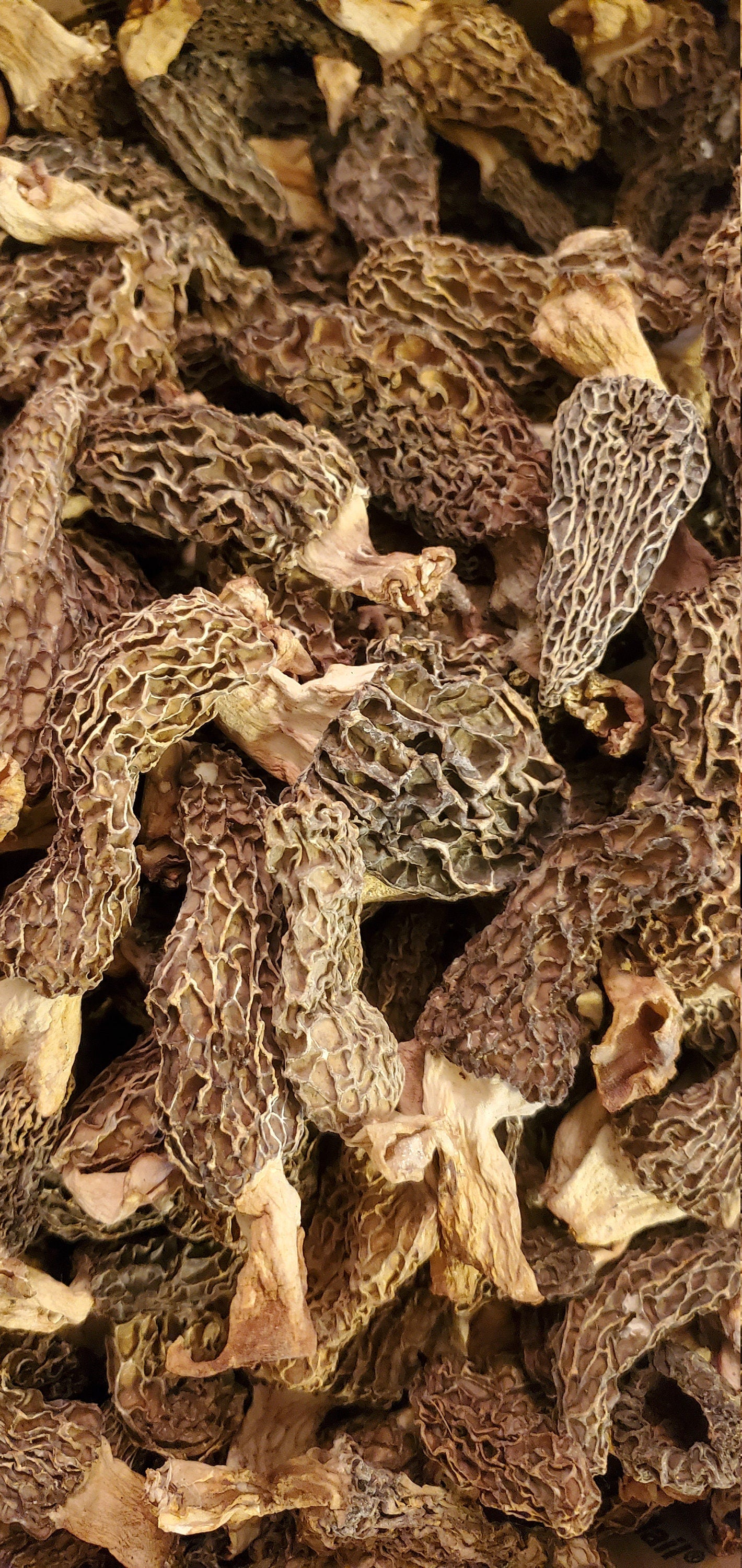 Morel Mushrooms, Wild Harvested (Morchella) - Dried Whole