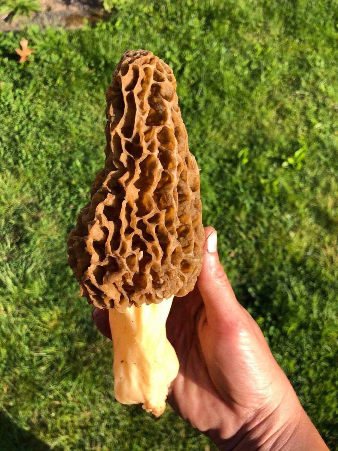 Morel Mushrooms, Wild Harvested (Morchella) - Dried Whole