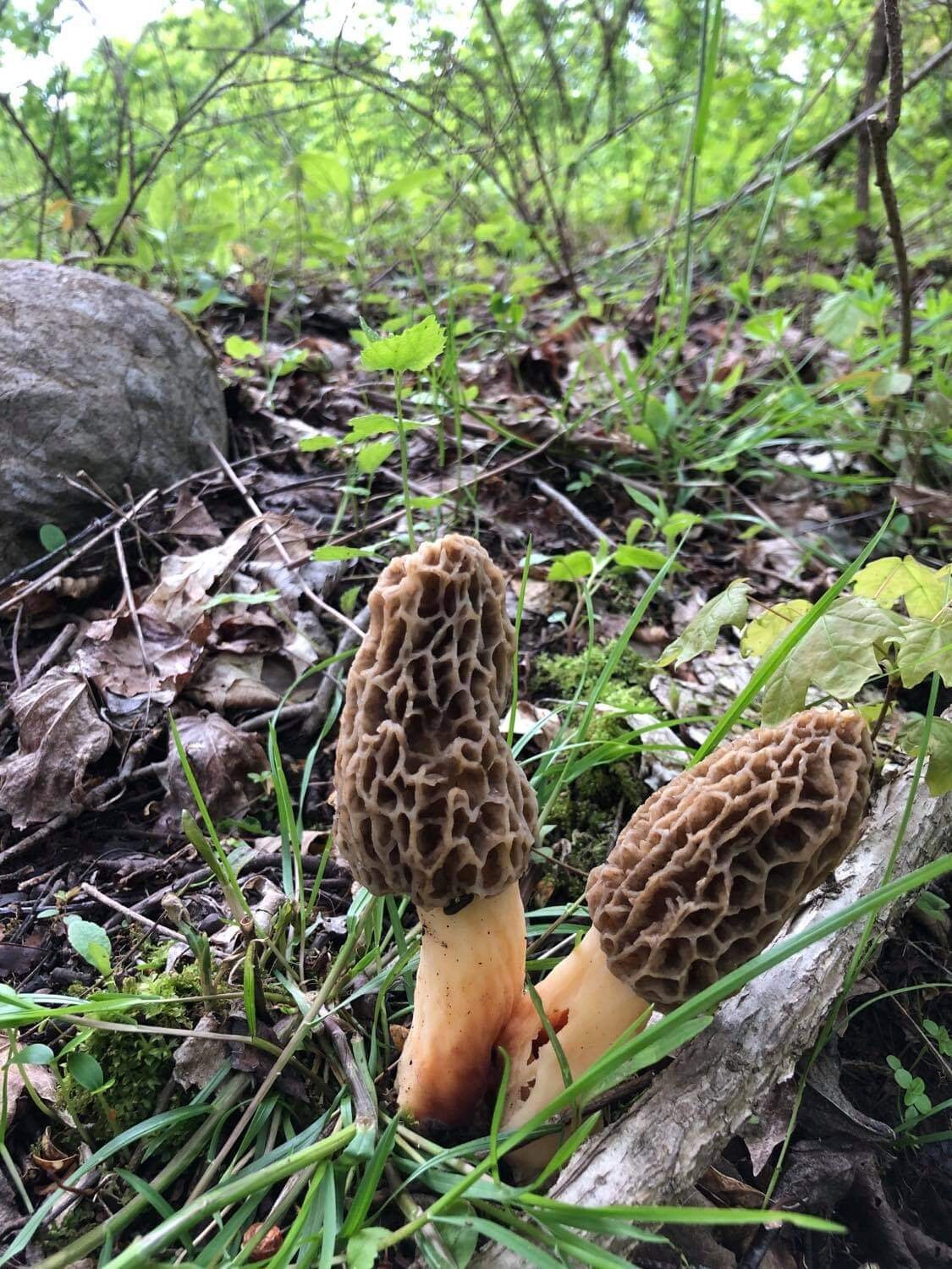 Morel Mushrooms, Wild Harvested (Morchella) - Dried Whole