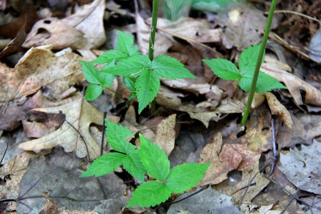 American Ginseng Roots (Panax quinquefolius), Dormant/Emerging 5 year old for transplant