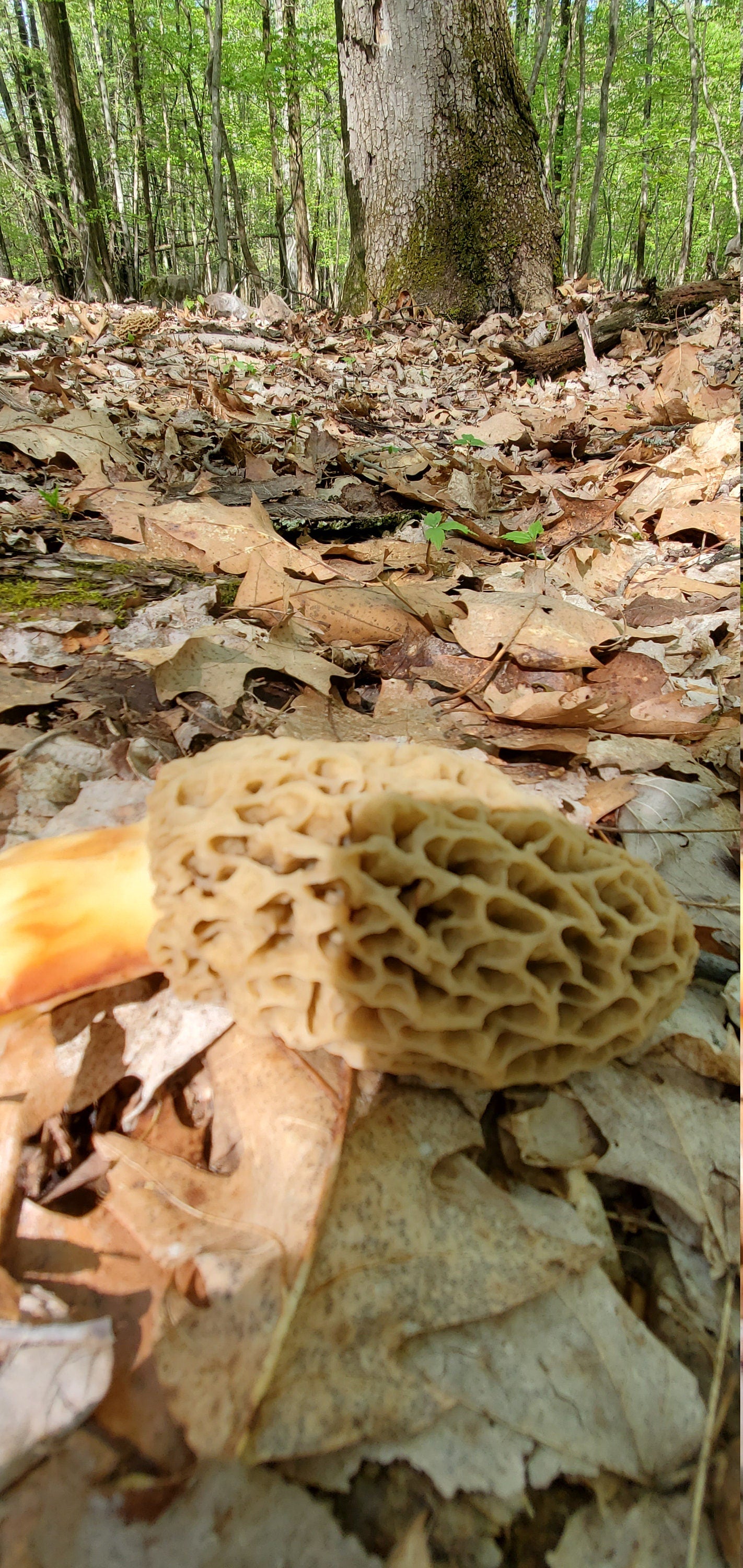 Morel Mushrooms, Wild Harvested (Morchella) - Dried Whole