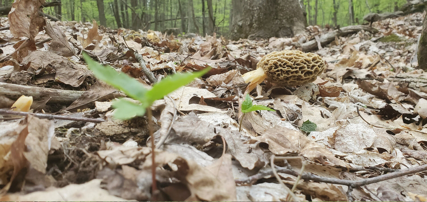 Morel Mushrooms, Wild Harvested (Morchella) - Dried Whole