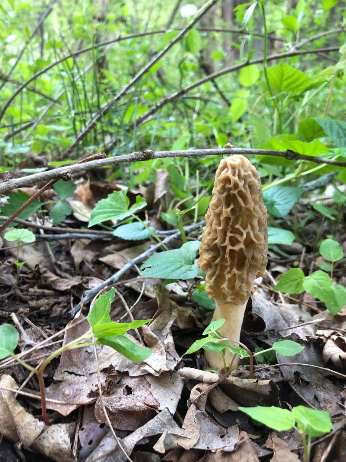 Morel Mushrooms, Wild Harvested (Morchella) - Dried Whole