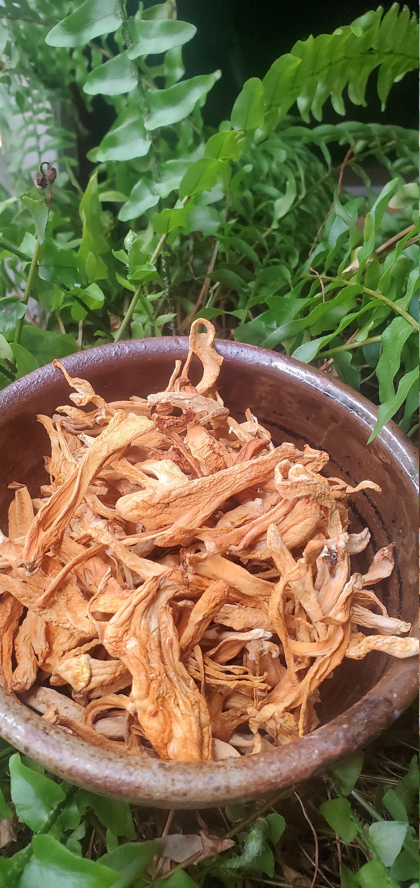 Cordyceps Mushroom (Cordyceps militaris) - Dried Powder