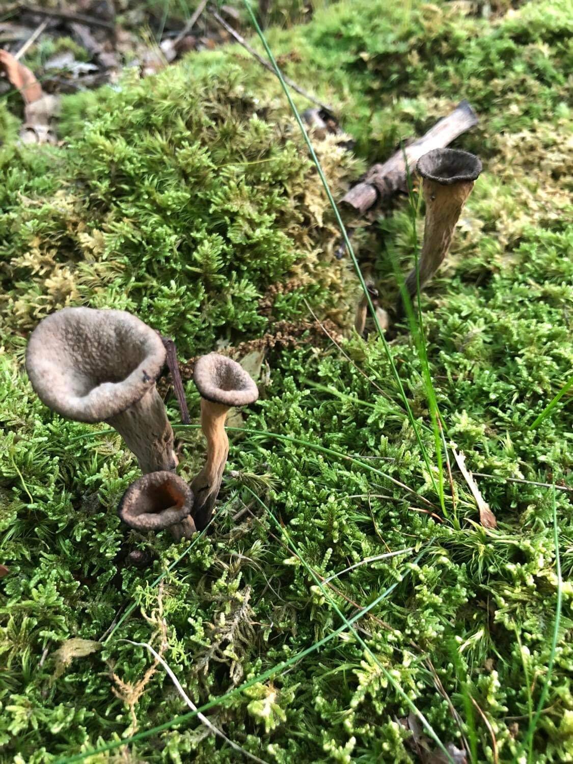 Black Trumpet, Wild Harvested (Craterellus cornucopioides) - Dried Whole