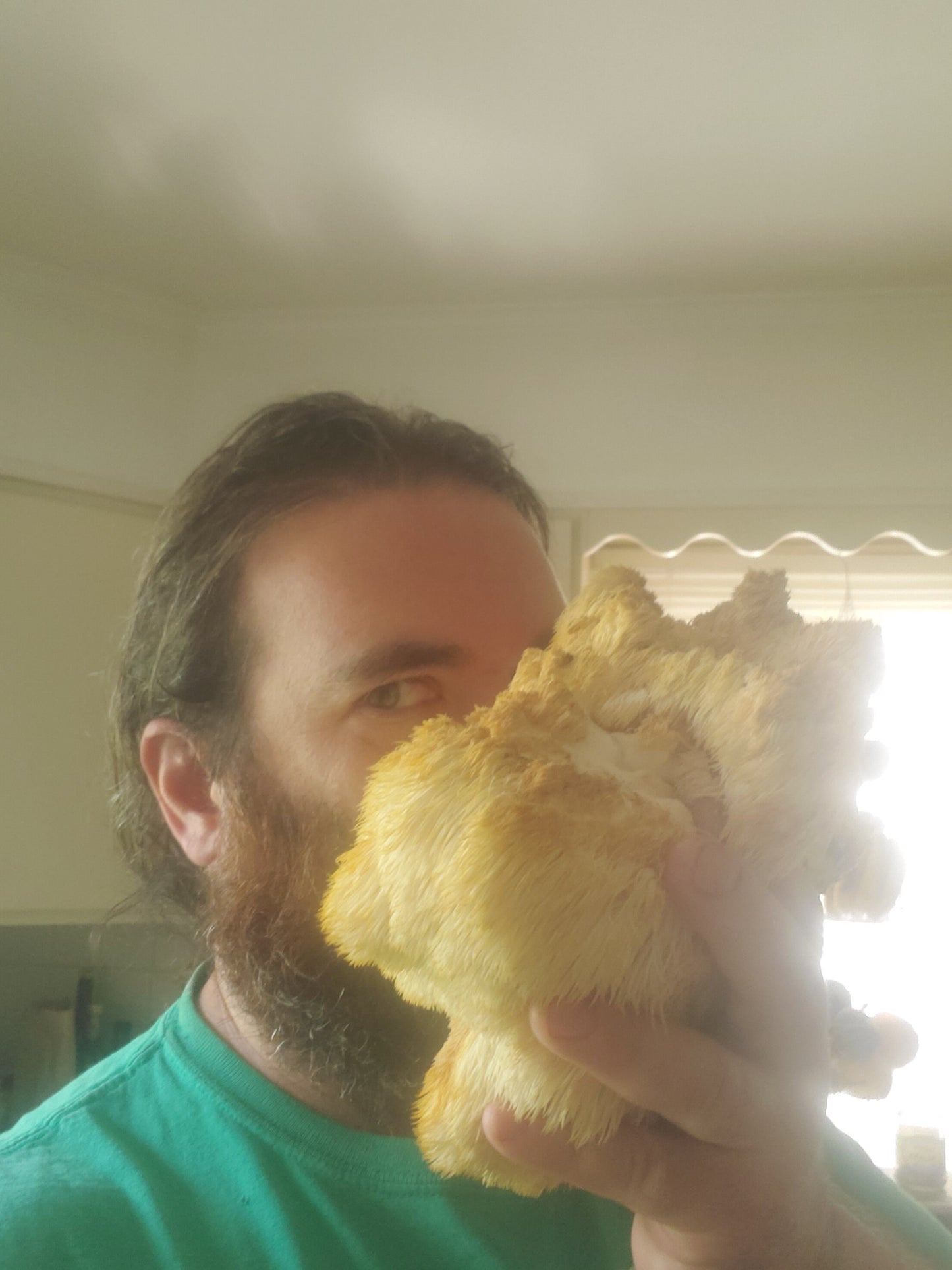 Lions Mane, Wild Harvested (Hericium erinaceus americanum) - Dried Powder