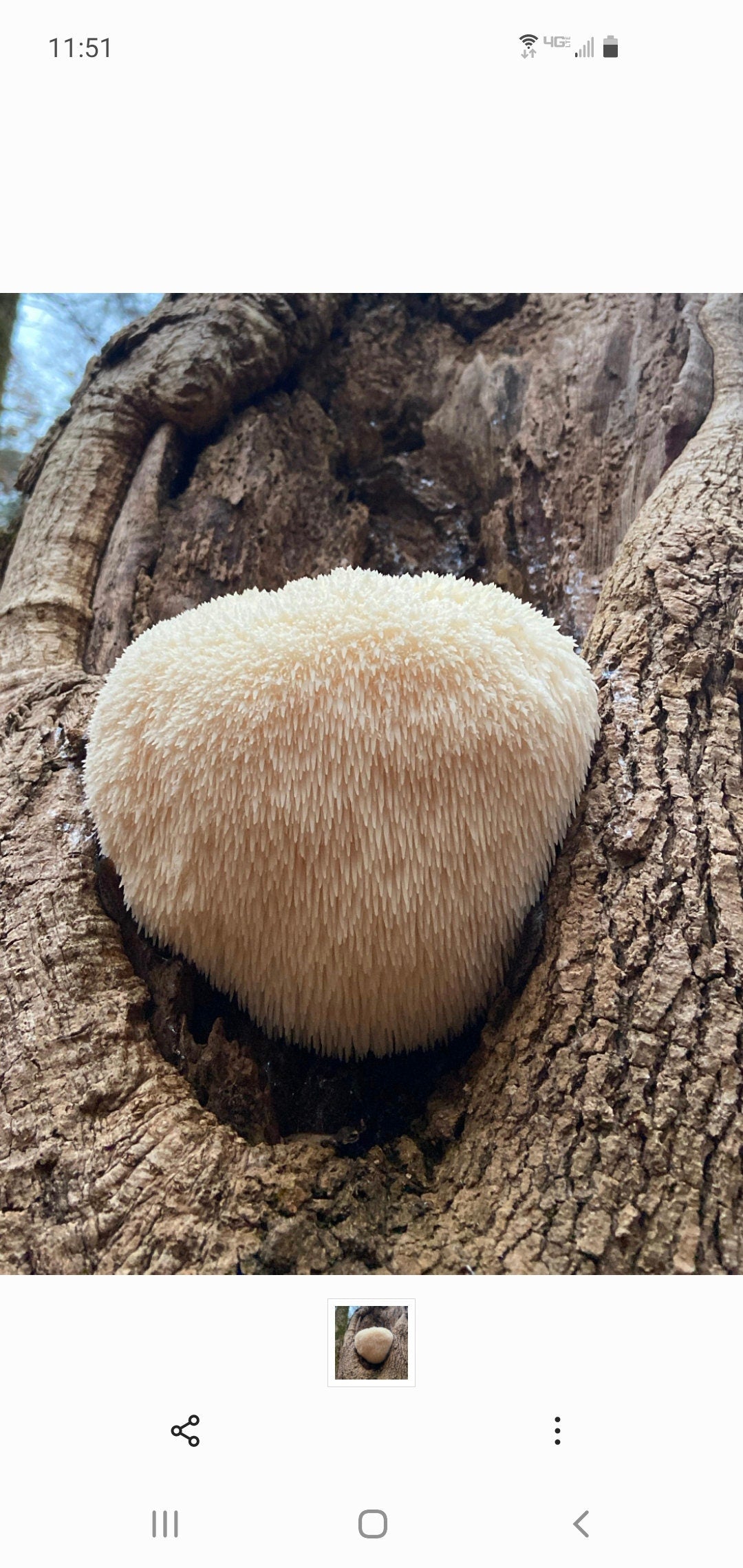 Lions Mane, Wild Harvested (Hericium erinaceus americanum) - Dried Powder